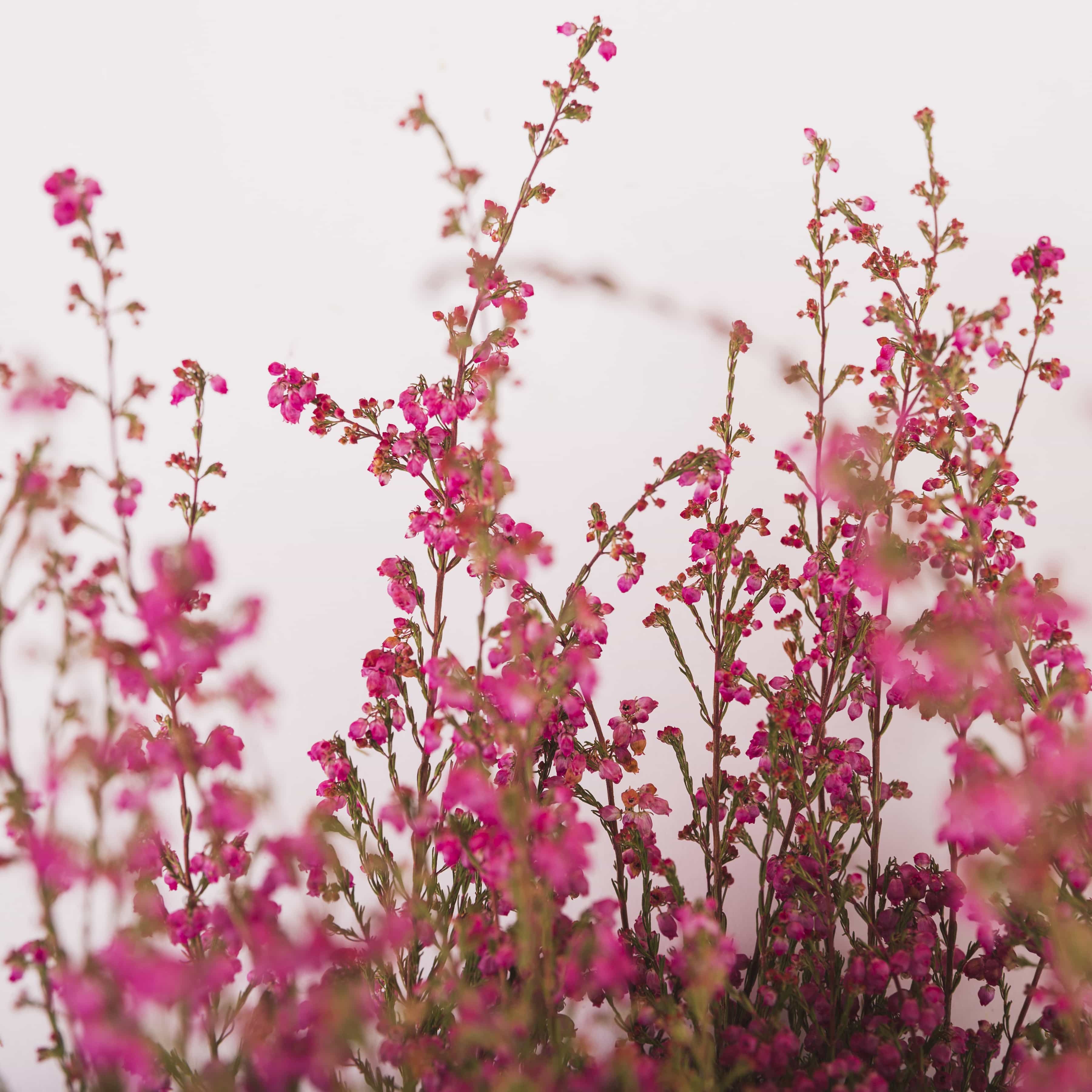 Flowering shrubs