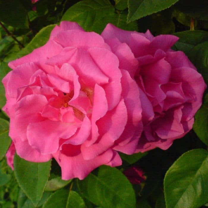 Rosa 'Zephirine Drouin' a rampicante