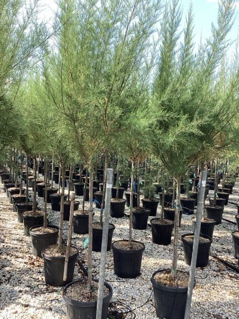 Tamarix gallica a mezzo fusto