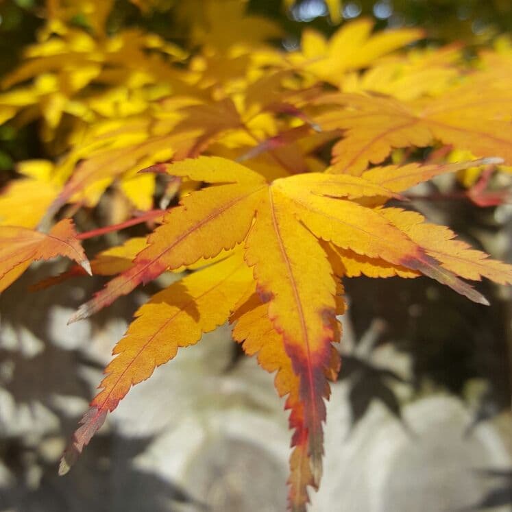 Acer palmatum 'Crippsii' Bush