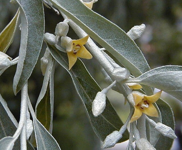 Elaeagnus angustifolia Standard