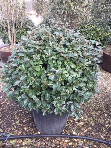 Elaeagnus x ebbingei a palla