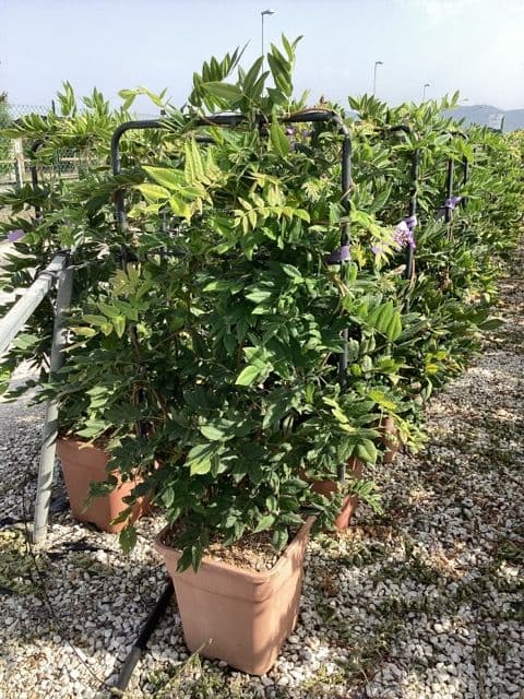 Wisteria brachybotrys 'Yokoama Fuji' a spalliera