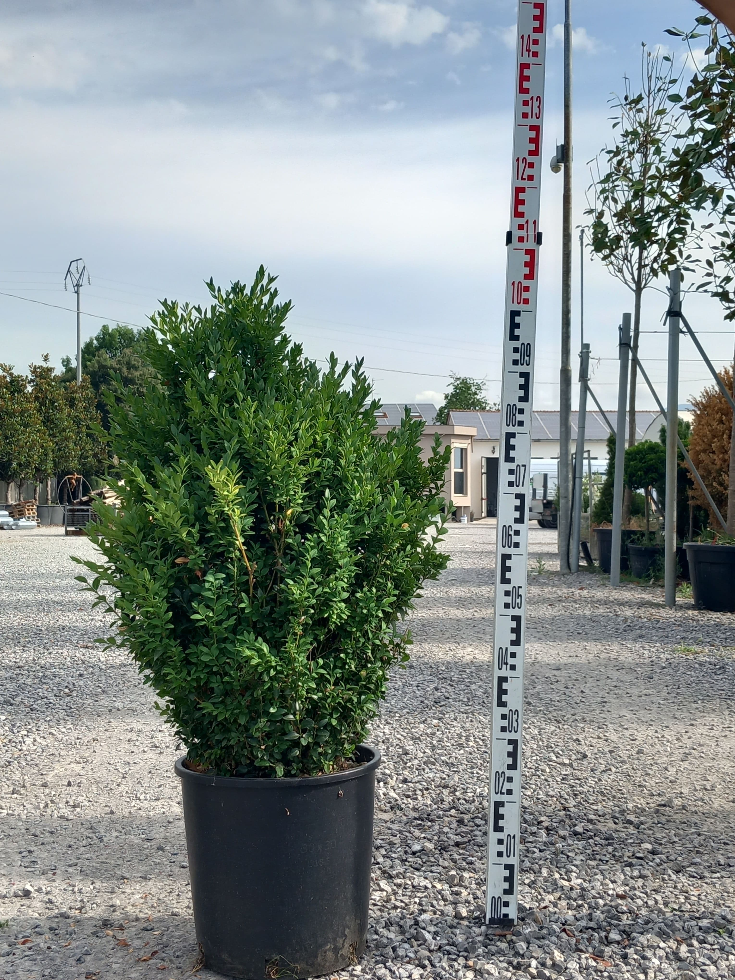 Buxus sempervirens Bush