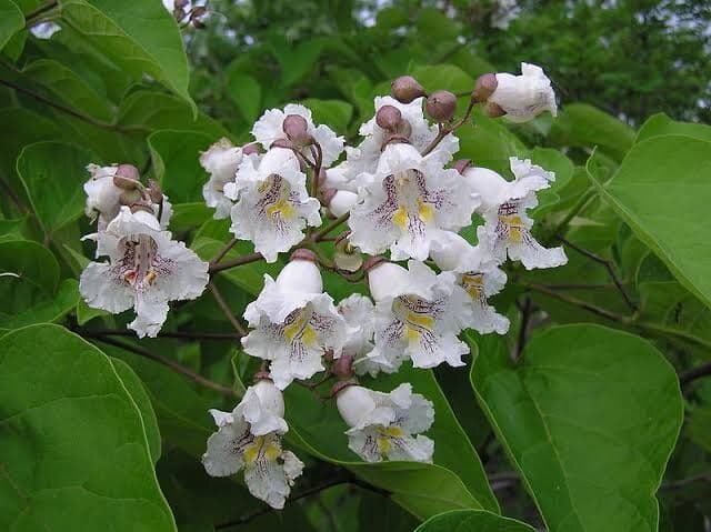 Catalpa bignonioides 'Nana' Standard