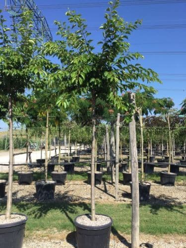 Prunus x yedoensis ad alto fusto