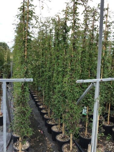 Clematis montana 'Rubens' rampicante