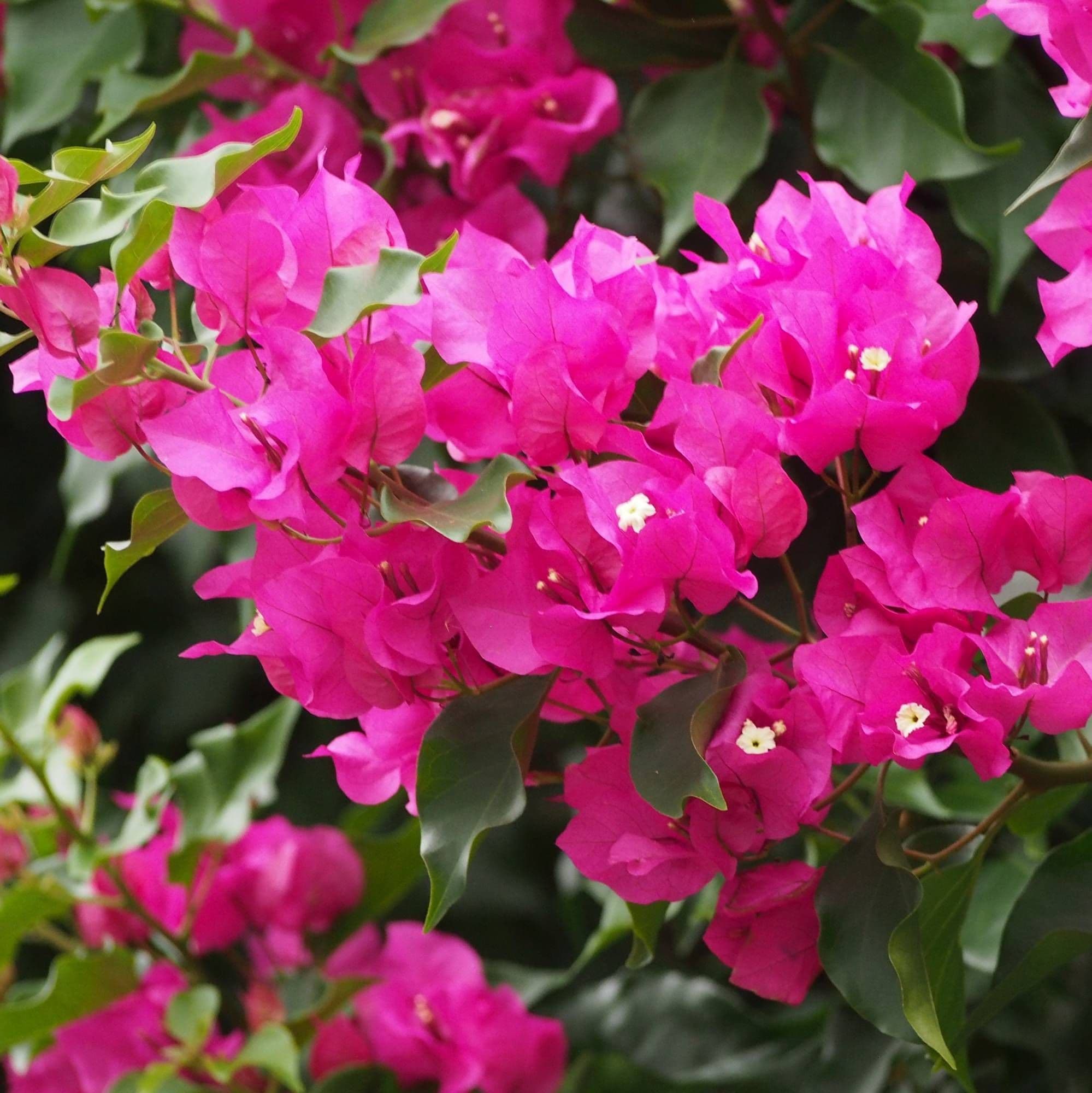 Bougainvillea glabra 'Sanderiana' Climber