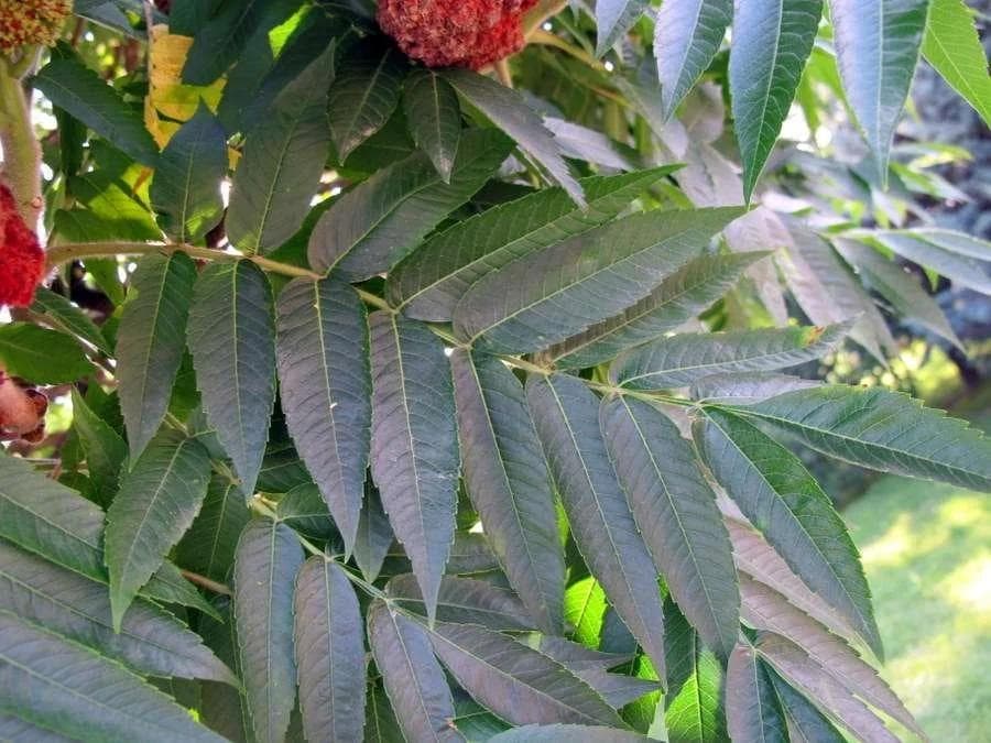Rhus typhina Bush
