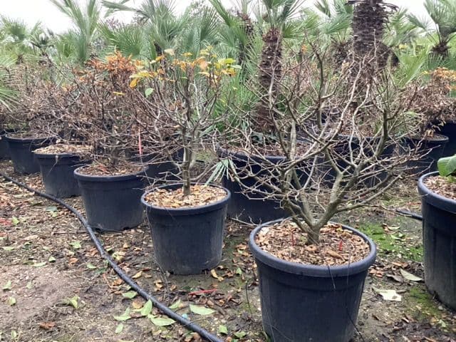 Carpinus betulus a palla