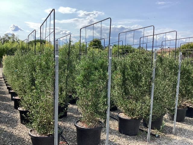 Phillyrea angustifolia a spalliera