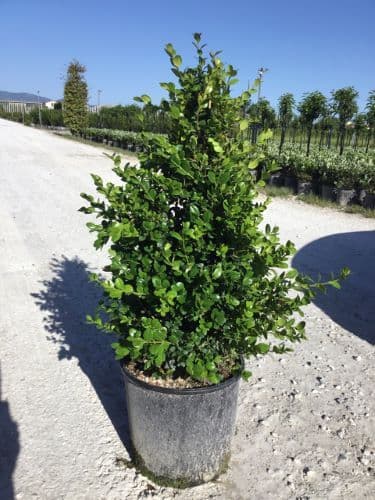 Buxus microphylla 'Faulkner' Bush