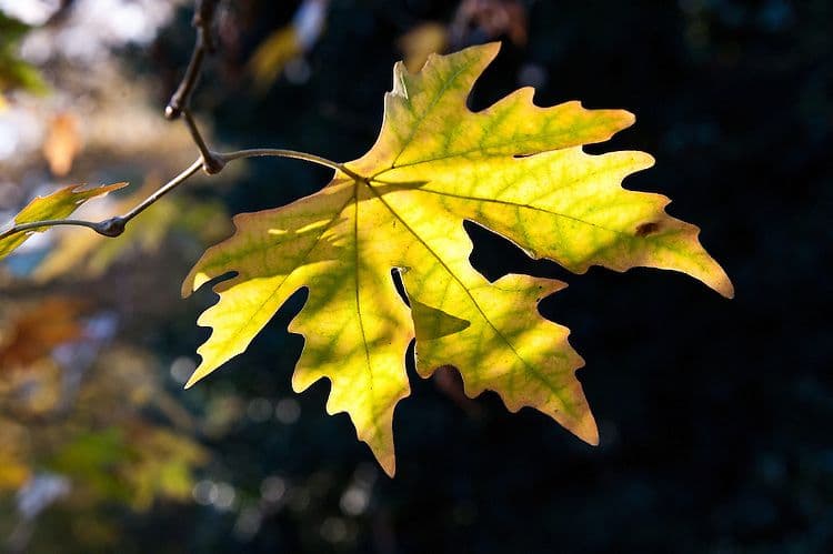 Platanus orientalis 'Cuneata' a tetto su alto fusto