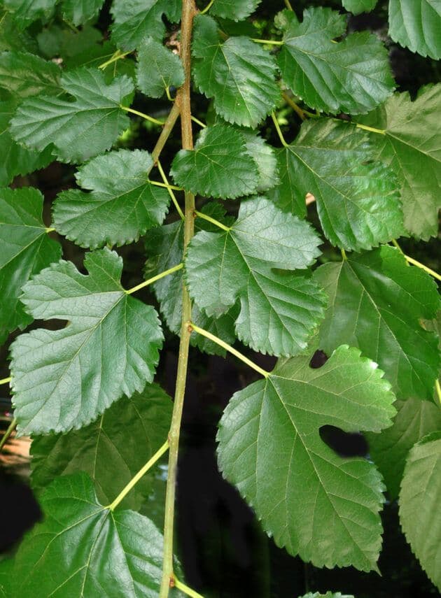 Morus alba 'Pendula' ad alto fusto