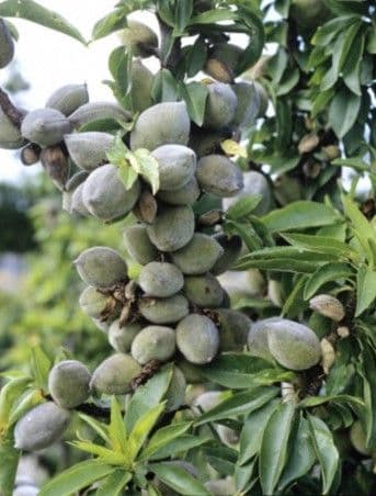 Prunus dulcis 'Texas' mezzo fusto