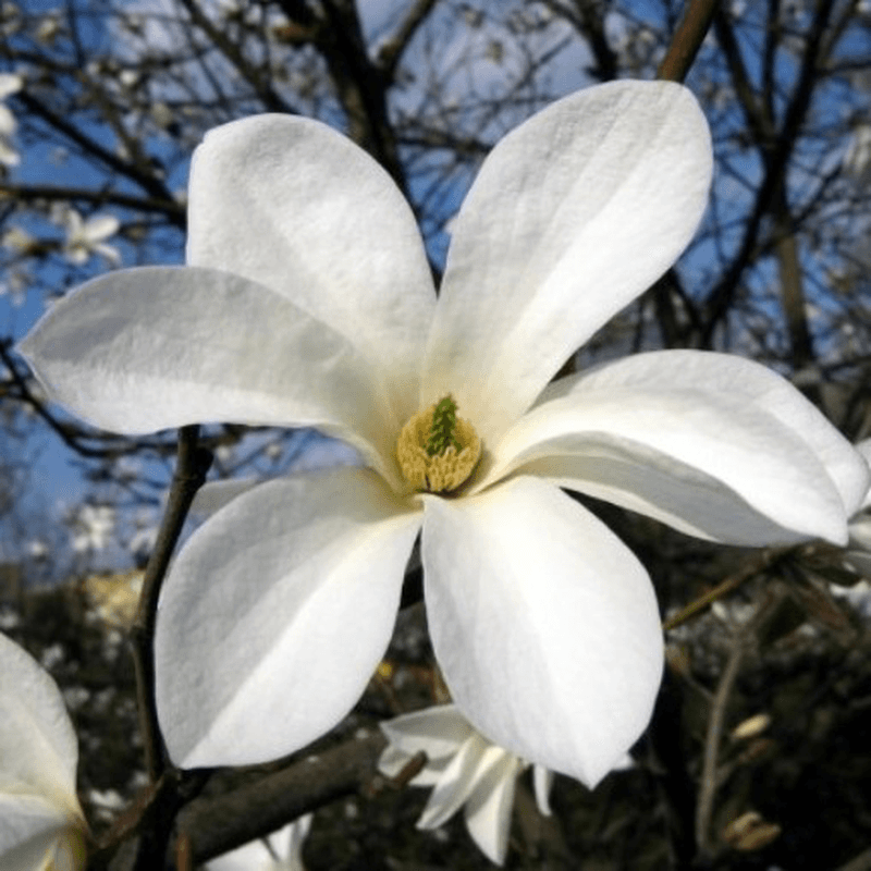 Magnolia kobus ad alto fusto