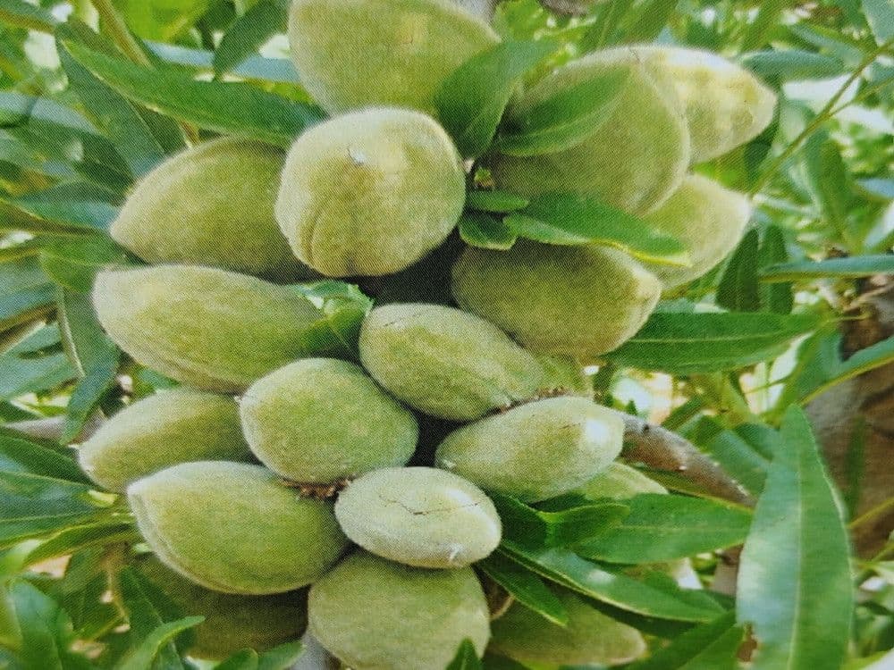 Prunus dulcis 'Tuono' Half Standard