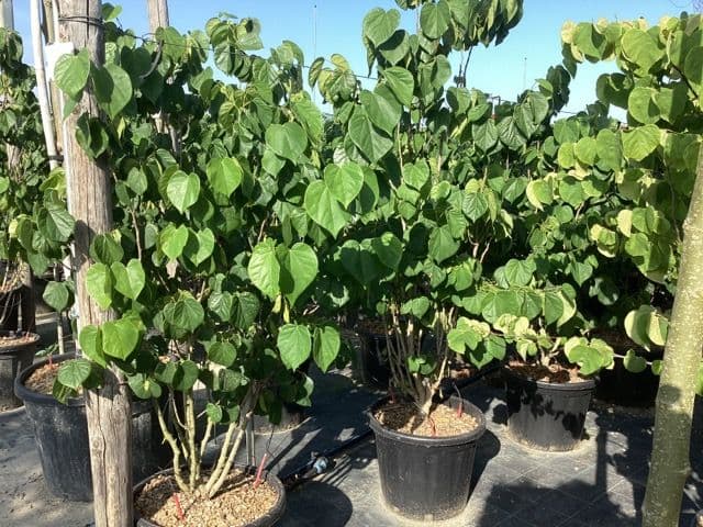 Cercis chinensis 'Shirobana' a cespuglio