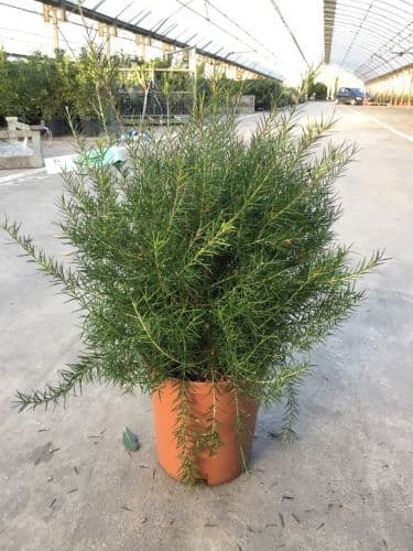 Grevillea rosmarinifolia a cespuglio