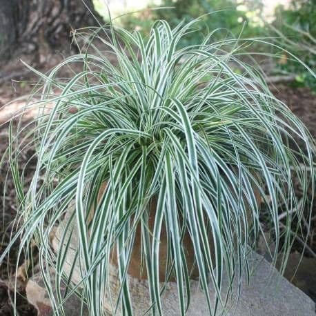 Carex oshimensis 'Fiwhite' EVEREST a cespuglio