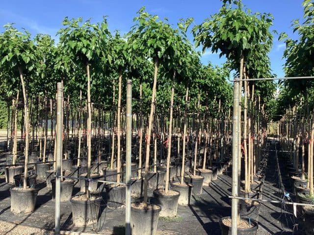 Morus platanifolia 'Fruitless' ad alto fusto