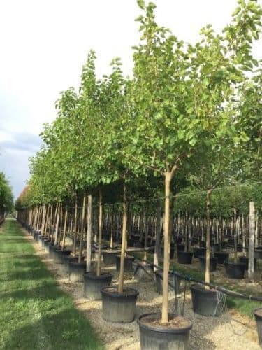 Morus nigra ad alto fusto