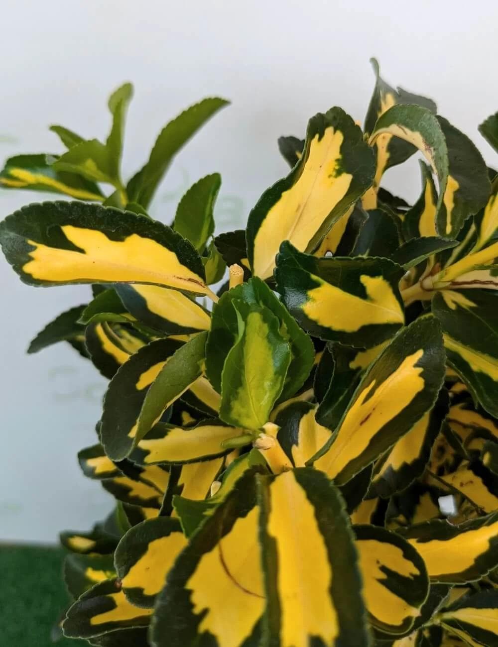 Euonymus japonicus 'Mediopictus' a spalliera