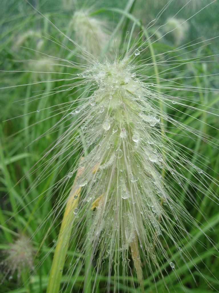 Pennisetum villosum Bush
