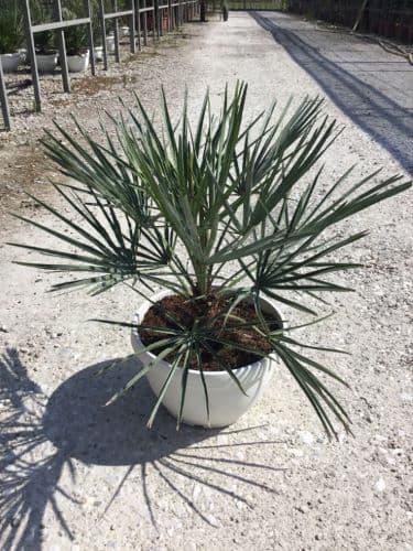 Chamaerops humilis 'Cerifera' Bush