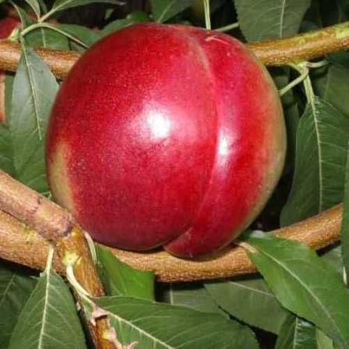 Prunus nucipersica 'Max' Half Standard