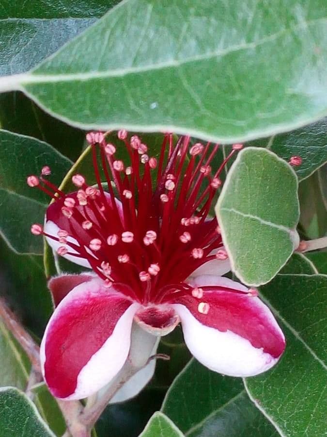 Acca sellowiana Espalier