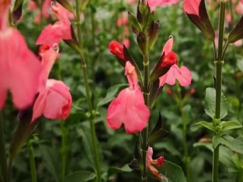 Salvia x jamensis 'Pluenn' Bush