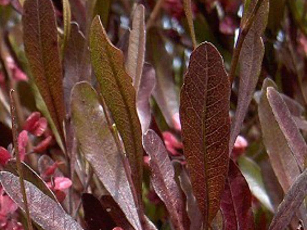 Dodonaea viscosa 'Purpurea' Bush
