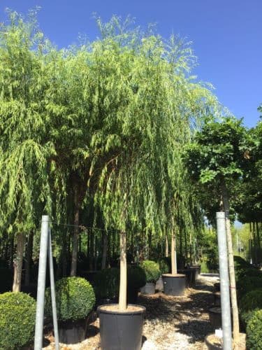 Salix babylonica Standard