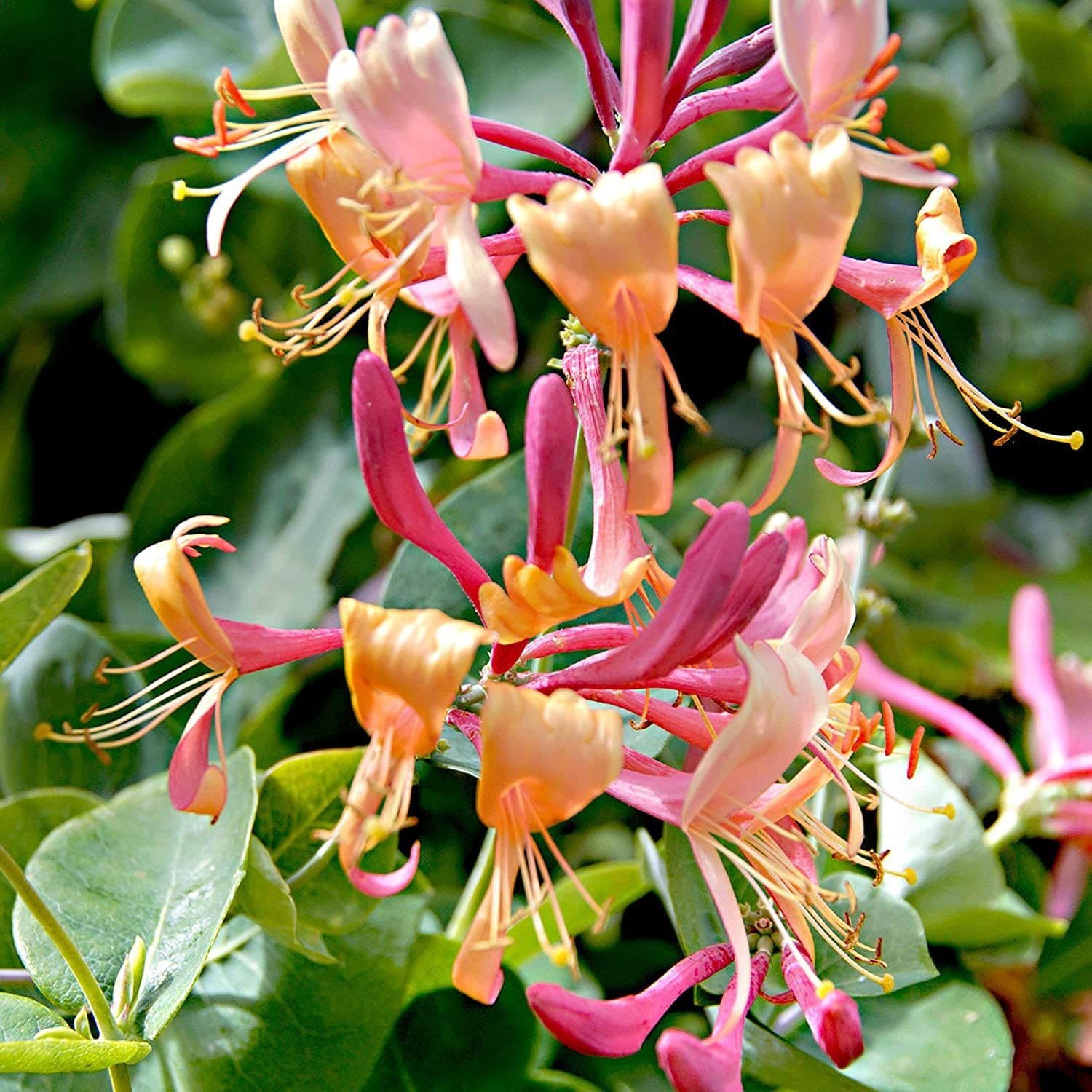 Lonicera henryi rampicante