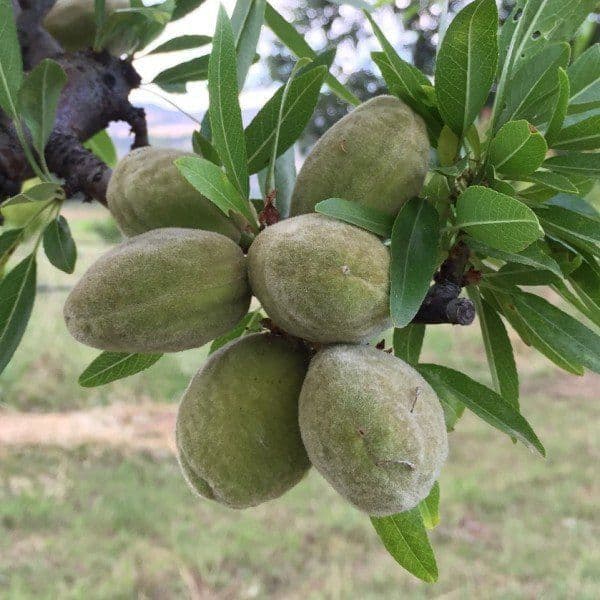 Prunus dulcis 'Supernova' Half Standard