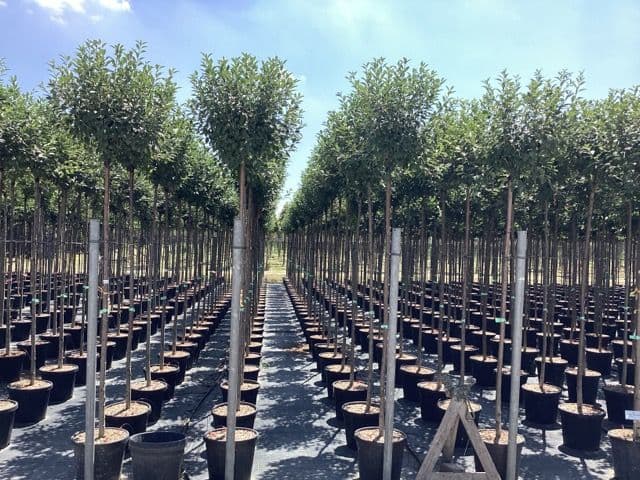 Prunus fruticosa 'Globosa' Standard