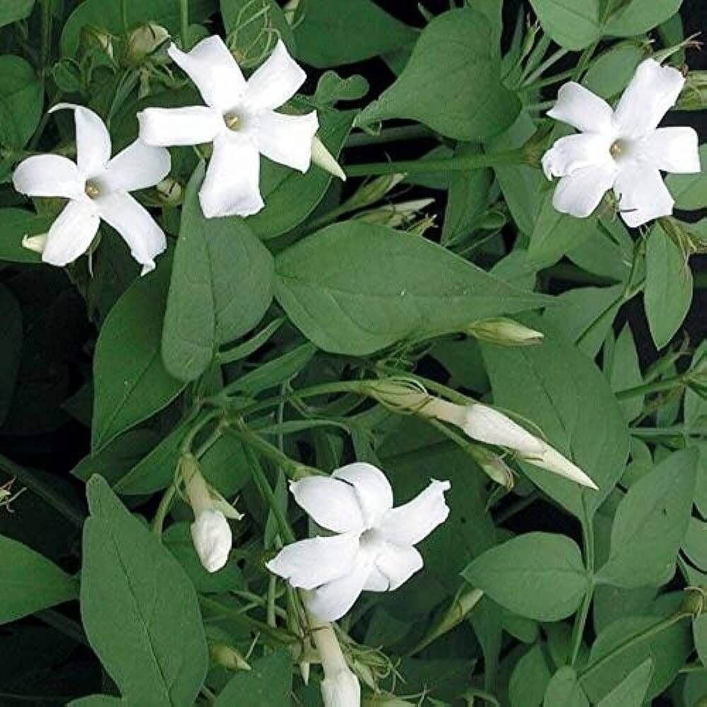 Jasminum grandiflorum Espalier