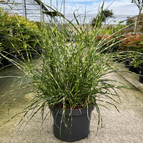 Miscanthus sinensis 'Strictus' a cespuglio