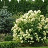 Hydrangea paniculata 'Grandiflora' a mezzo fusto