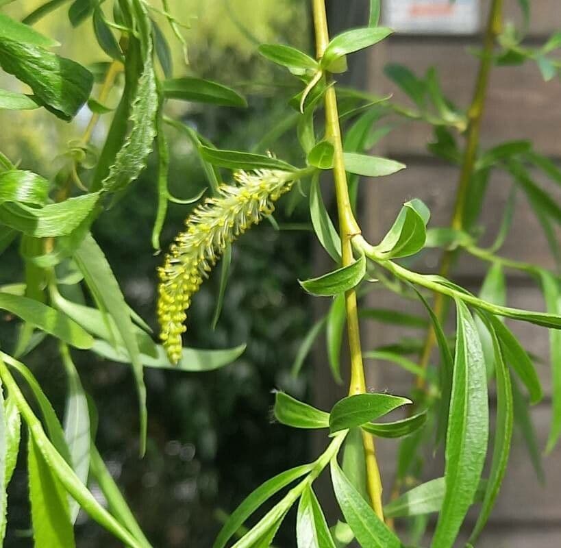 Salix babylonica Standard