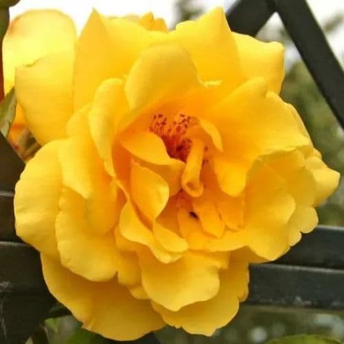Rosa 'Golden Gate' a rampicante