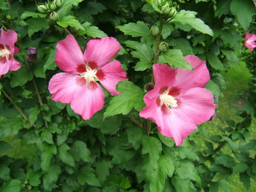 Hibiscus syriacus Pink Giant Bush