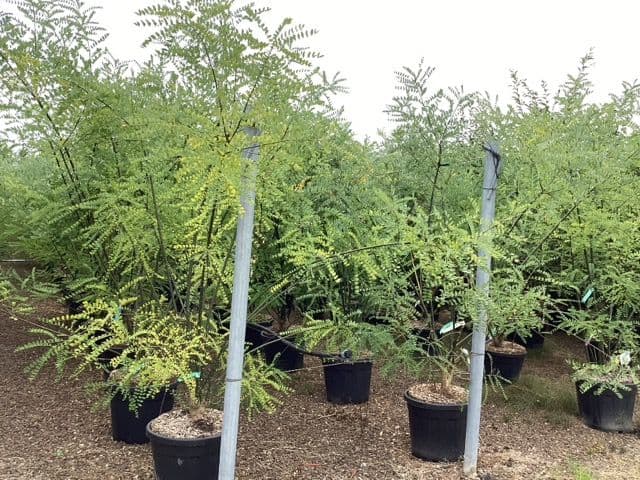 Sophora japonica Bush