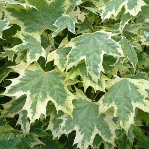 Acer platanoides 'Drummondii' ad alto fusto
