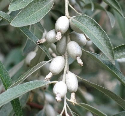Elaeagnus angustifolia Standard