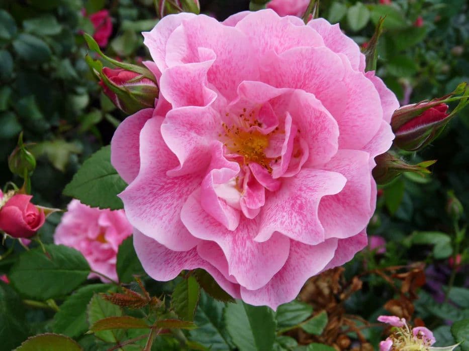 Rosa 'Camelot' a rampicante