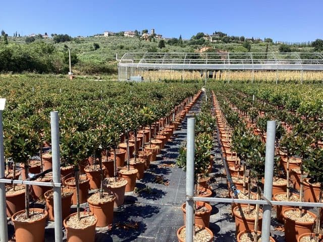 Photinia x fraseri 'Little Red Robin' Mini standard
