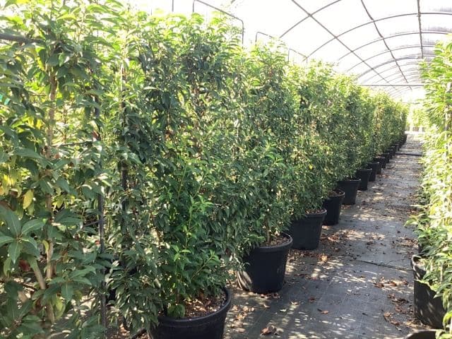 Prunus lusticanica 'Angustifolia' Espalier