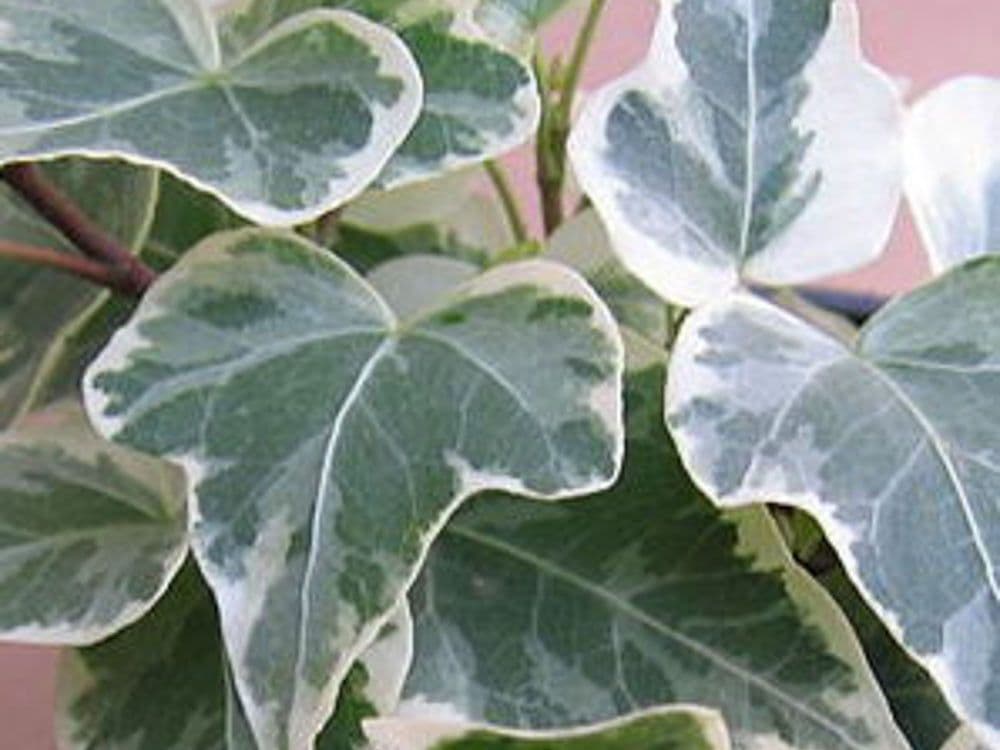 Hedera algeriensis a cono